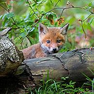 Young red fox (Vulpes vulpes) single kit / cub near burrow / den in forest in spring